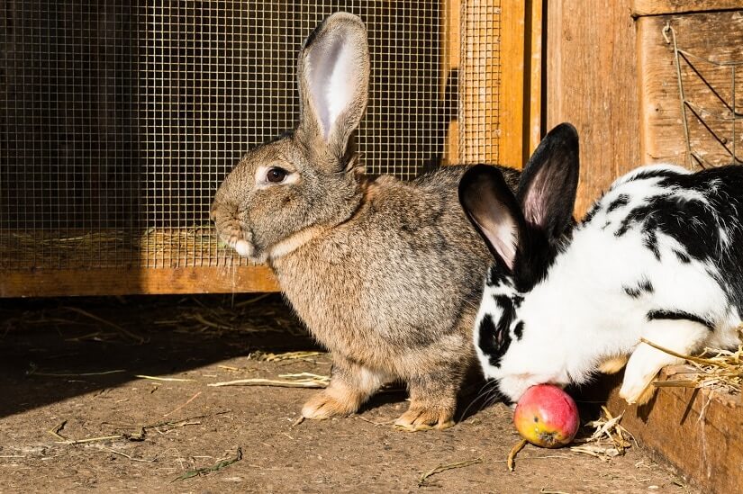 Der Hasenstall sollte ausreichend Platz für ein schönes Hasenleben bieten