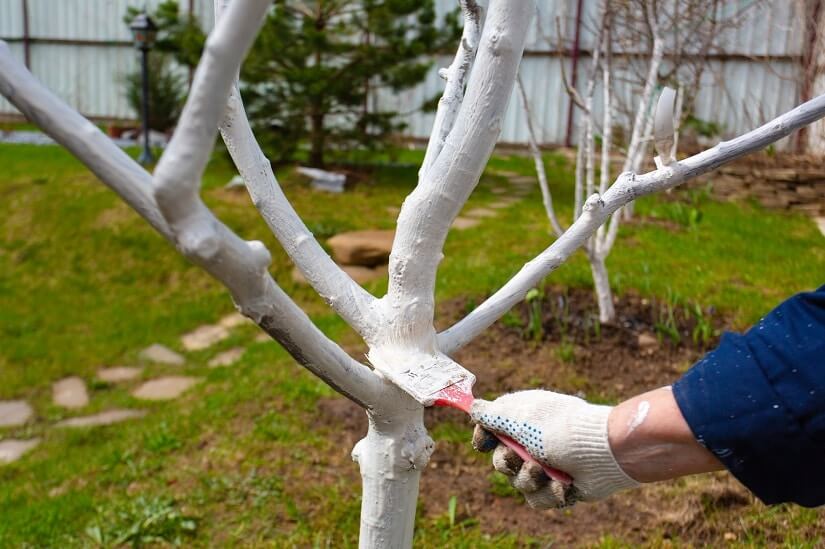 Ein Baum wird mit Kalkfarbe angestrichen