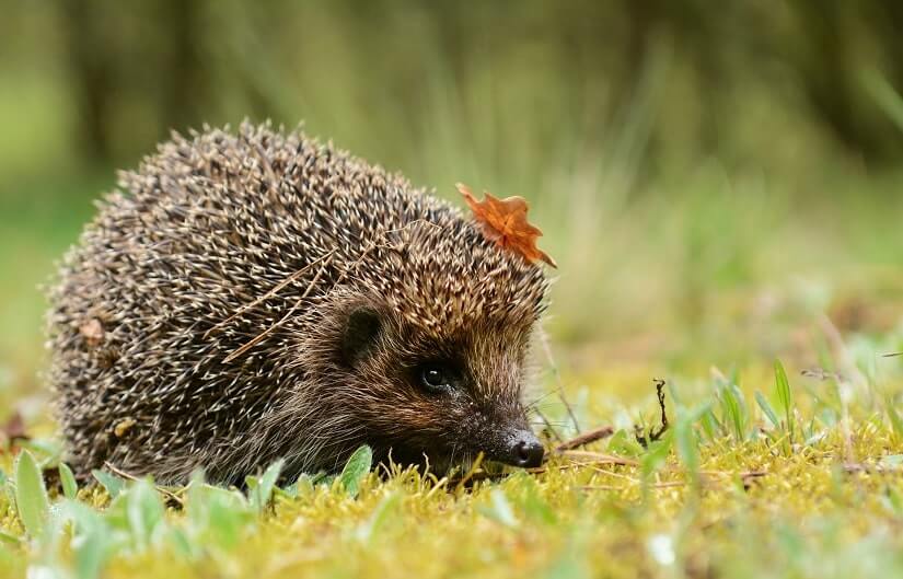 Igel brauchen einen sicheren Platz zum Überwintern