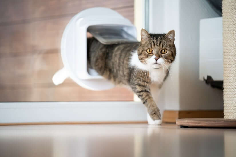 Katzenklappe im Fenster